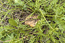 Саратовцы на лугу собирали опята